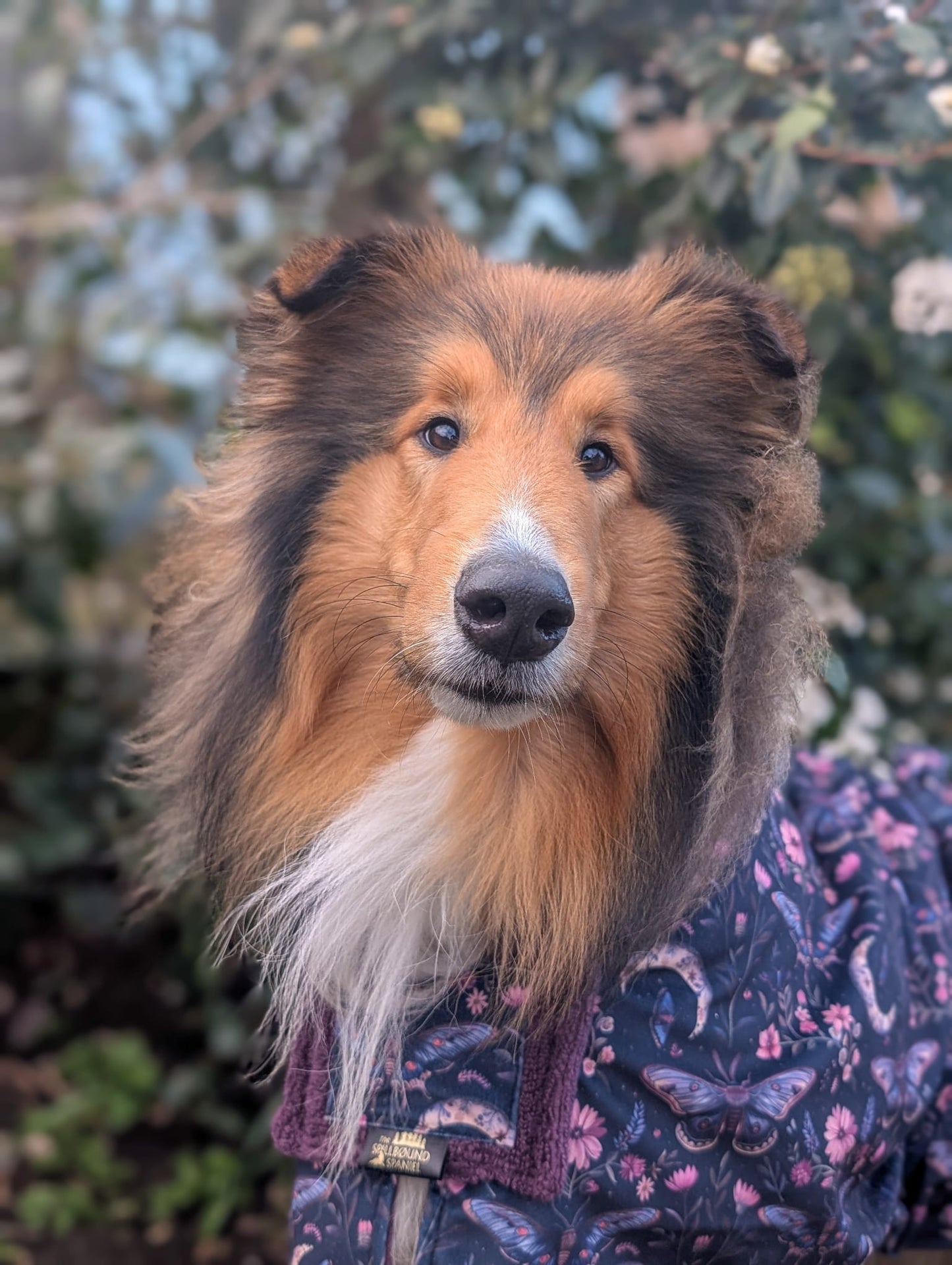 Luxury Dog Drying Robes (Made to Order)
