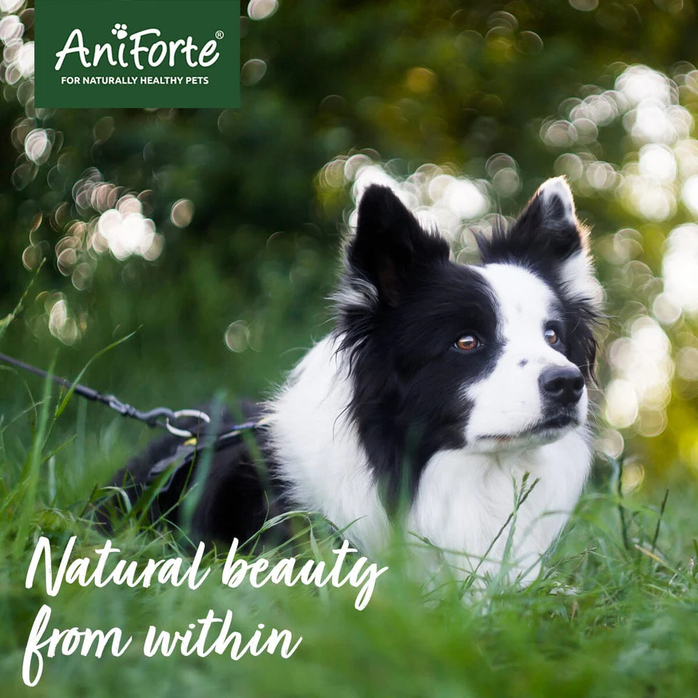 Dog with healthy fur after using AniForte Vital Powder.