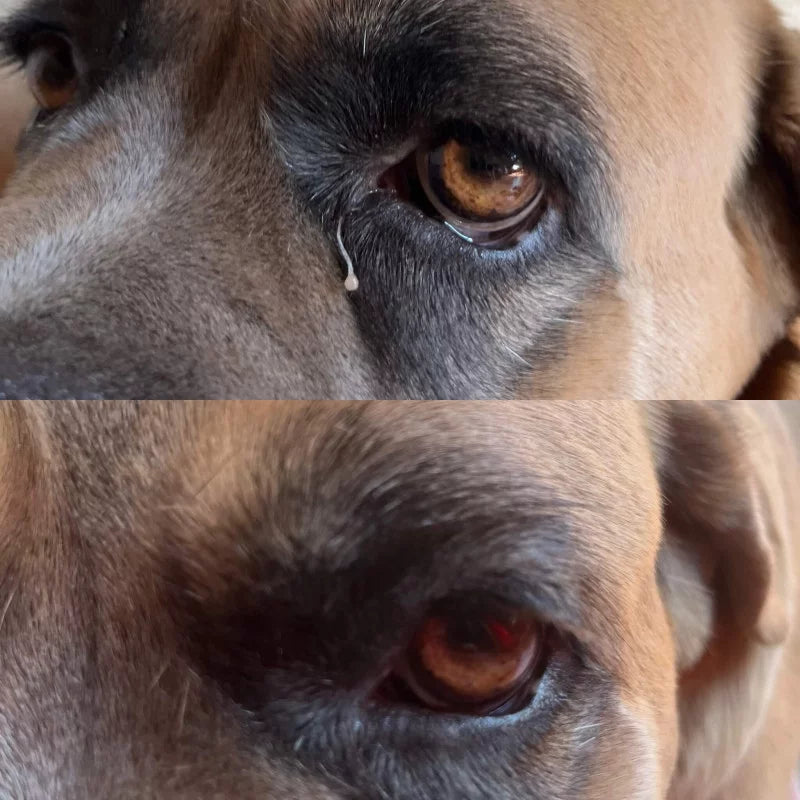 Before and after of a dog's eye health improving, after using Nellumbo Cleansing Lotion.