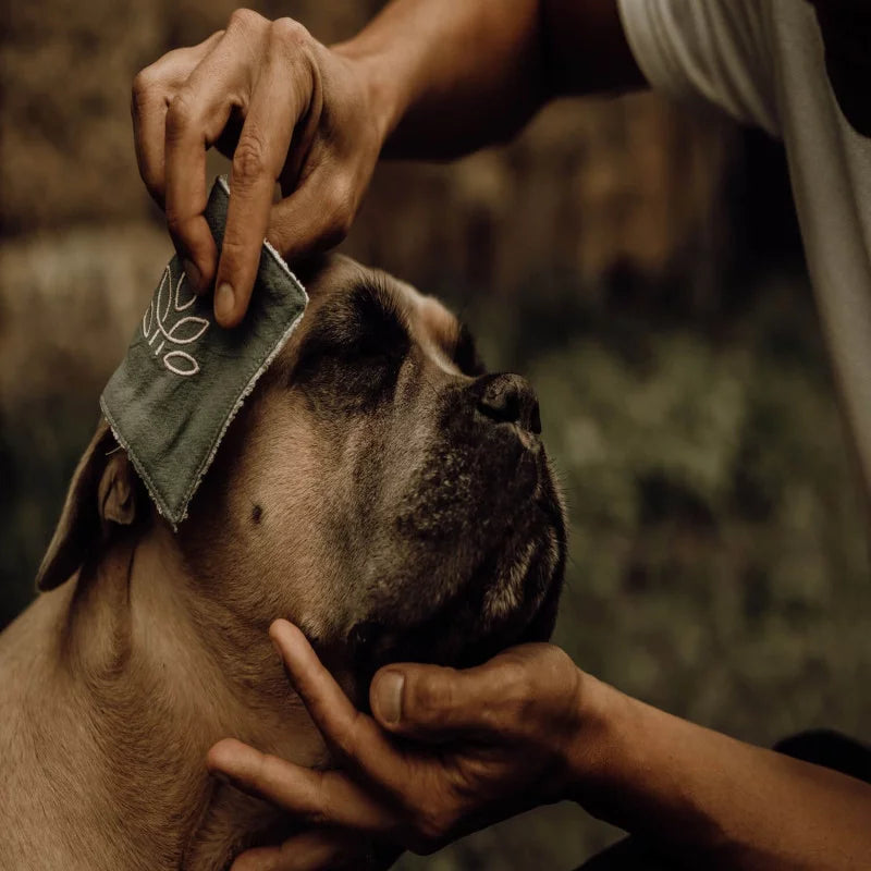 A dog being treated with Nellumbo Cleansing Lotion.