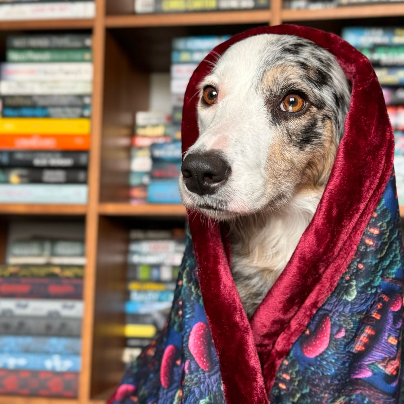 Luxury Dog Blankets | Custom Made-to-Order