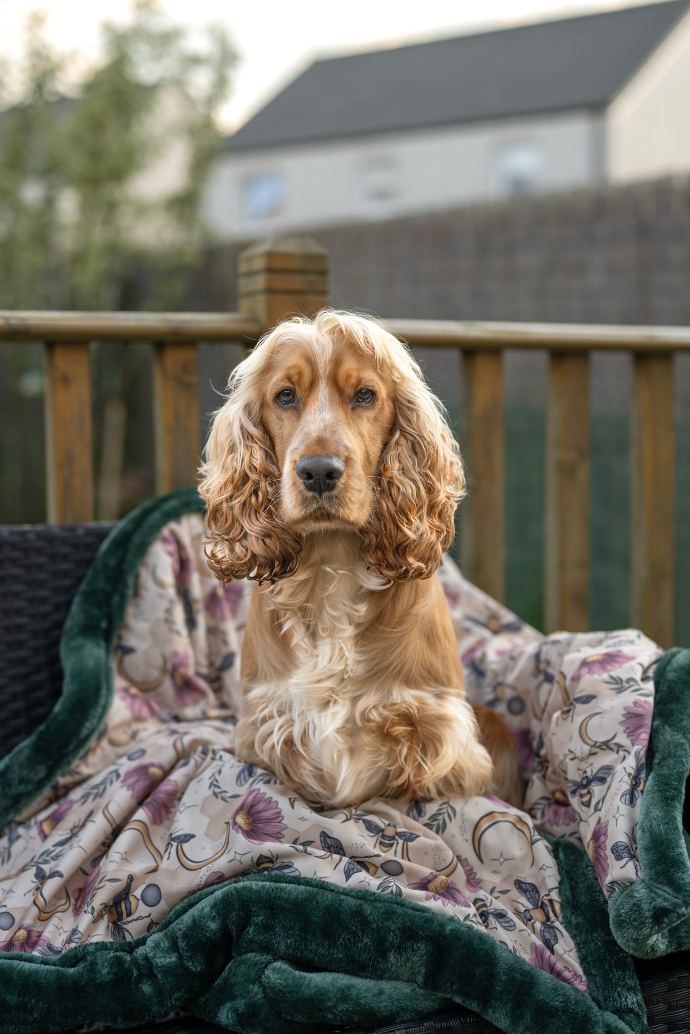 Luxury Dog Blankets | Custom Made-to-Order
