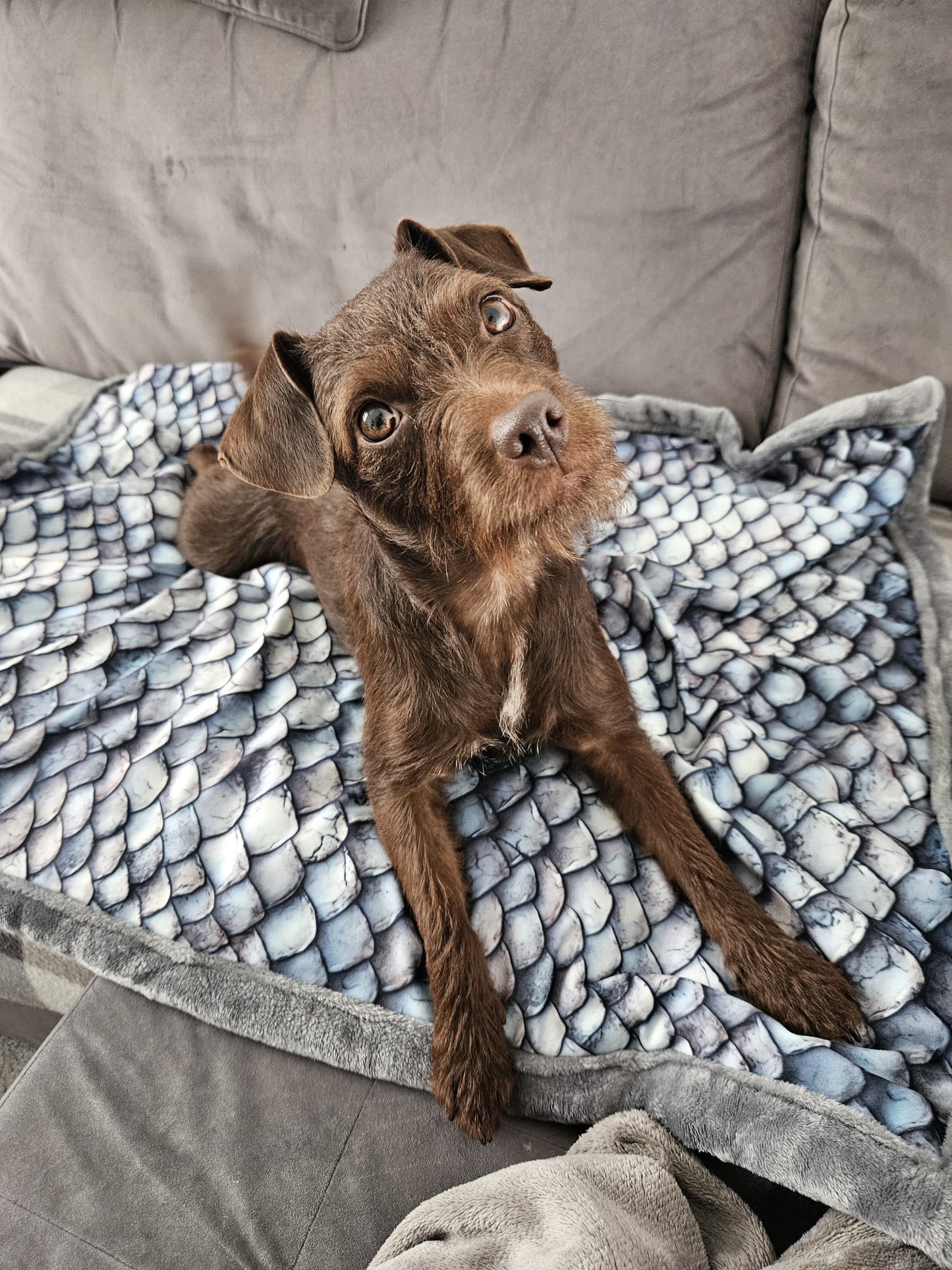 Luxury Dog Blankets | Custom Made-to-Order