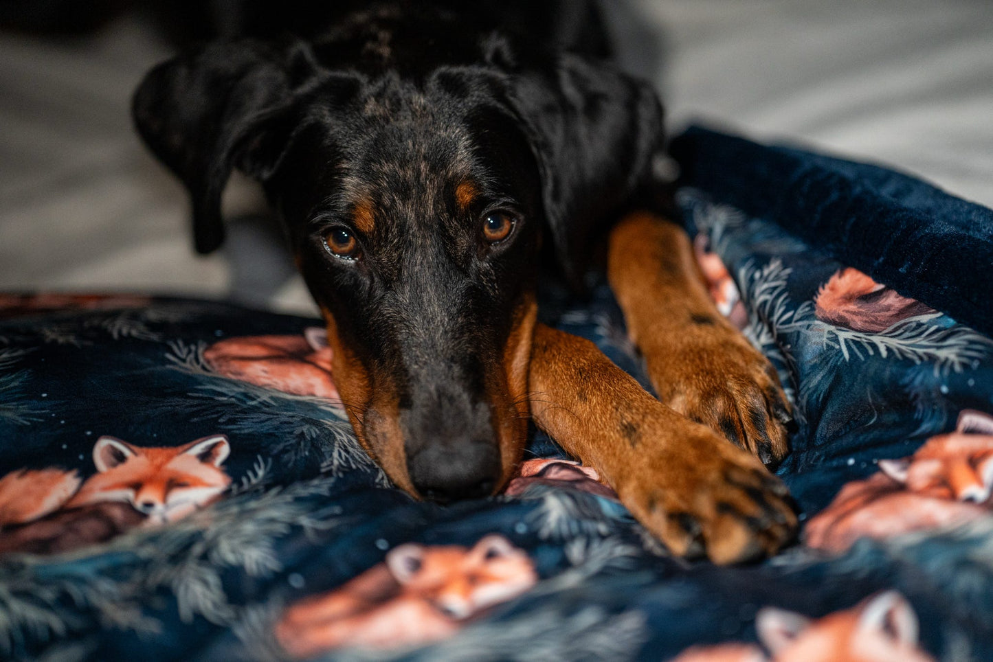 Luxury Dog Blankets | Custom Made-to-Order