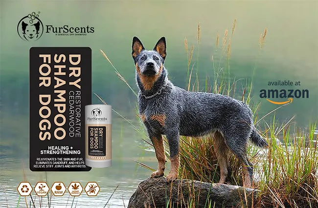 The benefits of your dog using FurScents Dry Shampoo for Dogs.