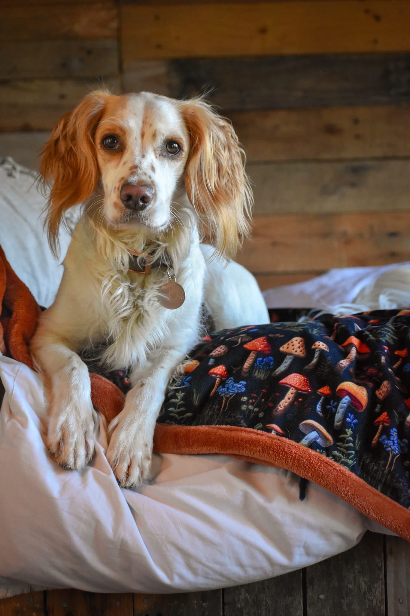 Luxury Dog Blankets | Custom Made-to-Order